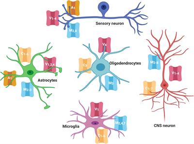 TRP Channels Role in Pain Associated With Neurodegenerative Diseases